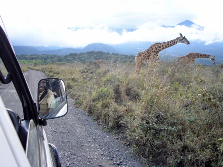 20091022 Tanzania Giraffen